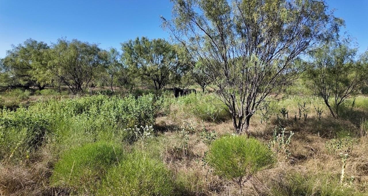 290 acres in Coleman County - photo 24