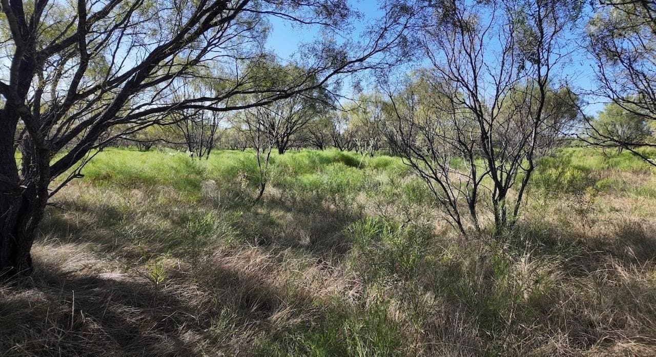 290 acres in Coleman County - photo 17