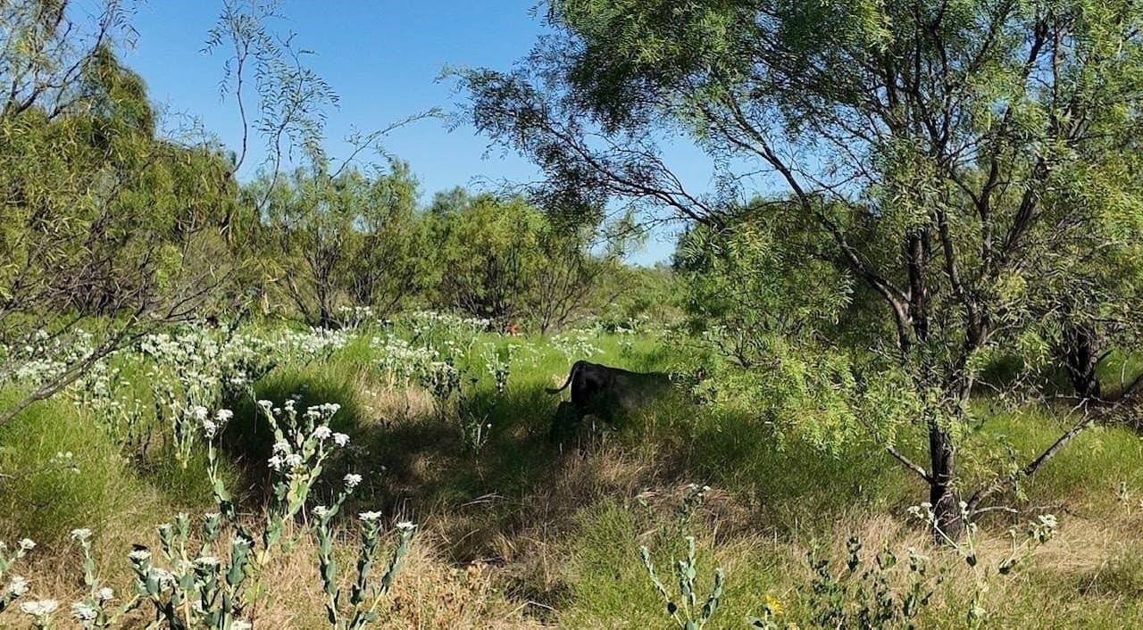 290 acres in Coleman County - photo 25