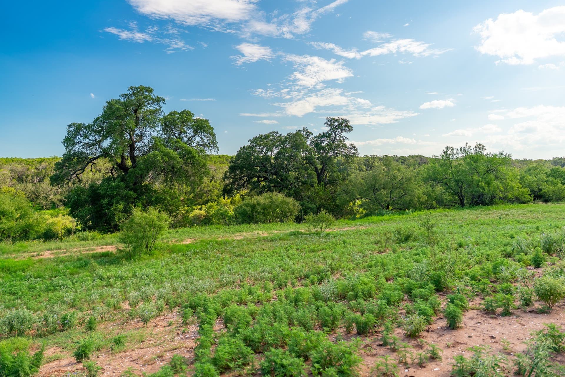 1,481 acres in Coleman County - photo 22