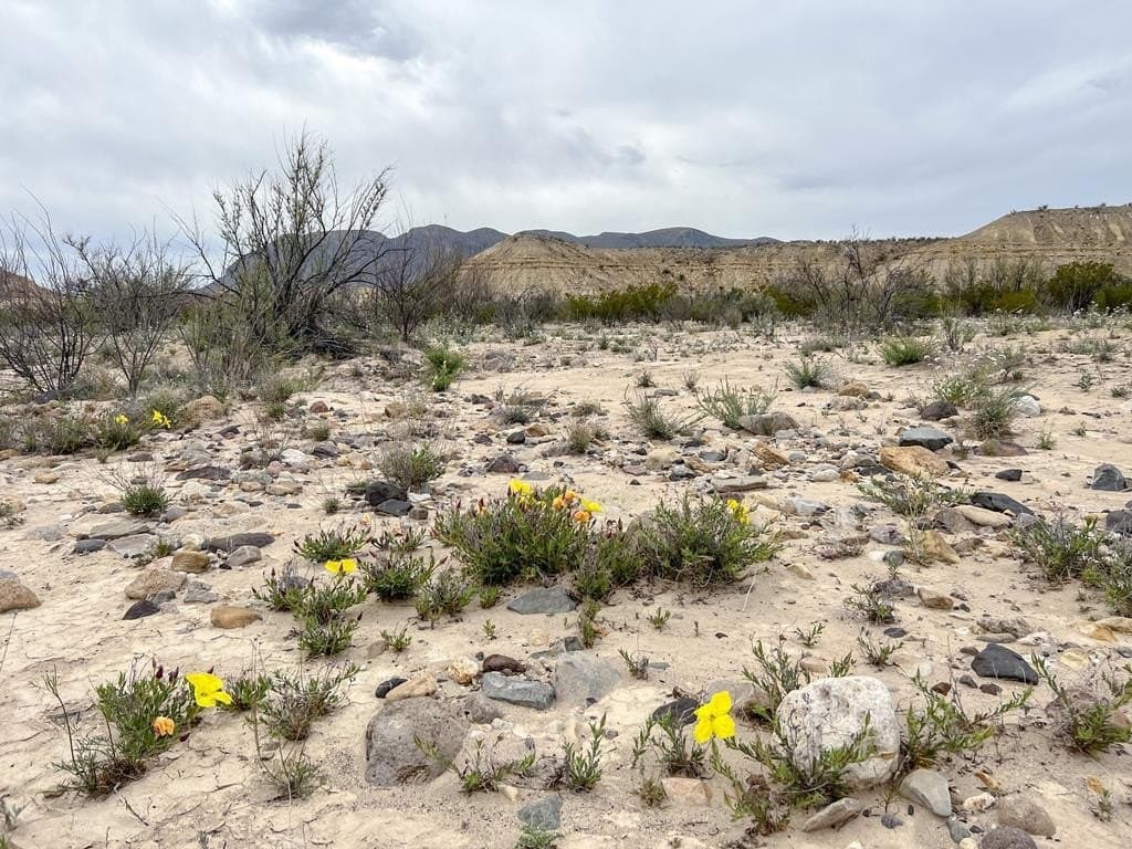 5 acres in Brewster County - photo 3
