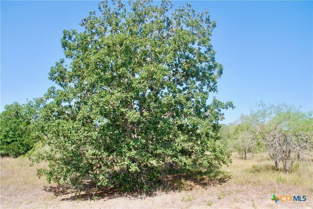18.27 acres in Gonzales County - photo 29