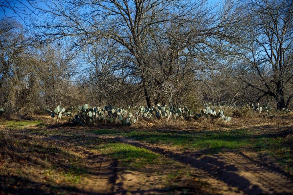 10.65 acres in Atascosa County gallery image 4