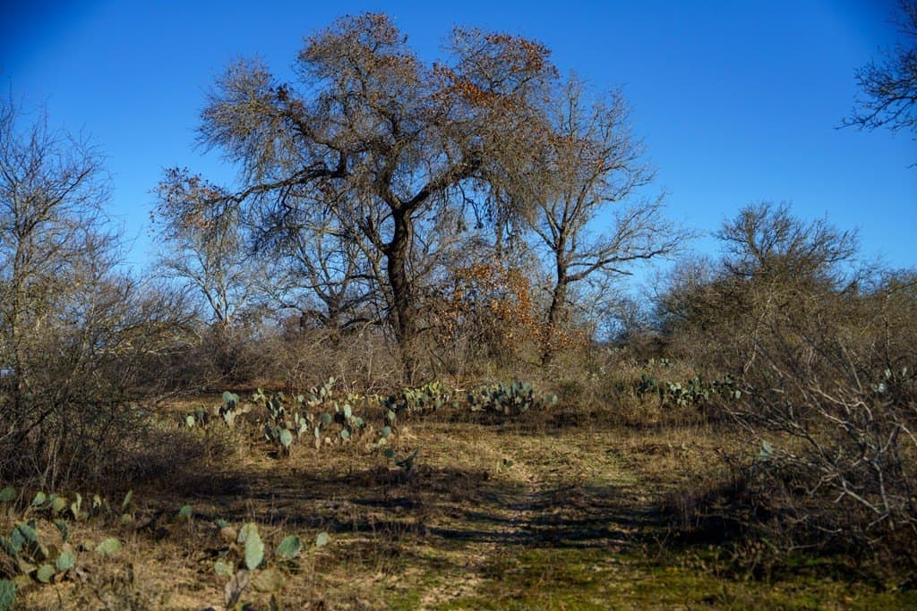 10.65 acres in Atascosa County gallery image 2