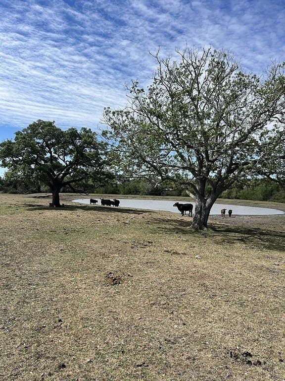100 acres in Lavaca County gallery image 4