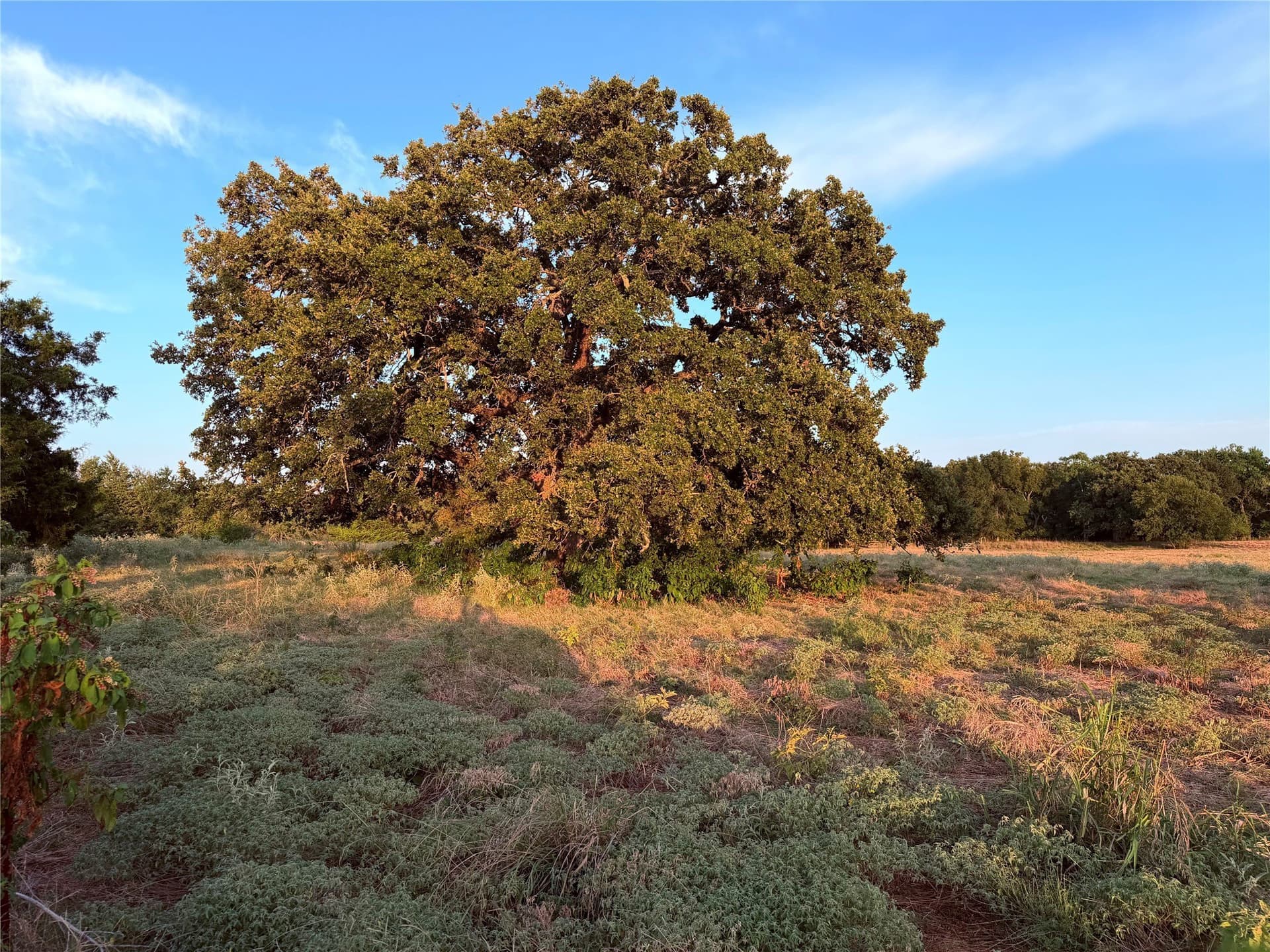 97 acres in Hunt County - photo 24