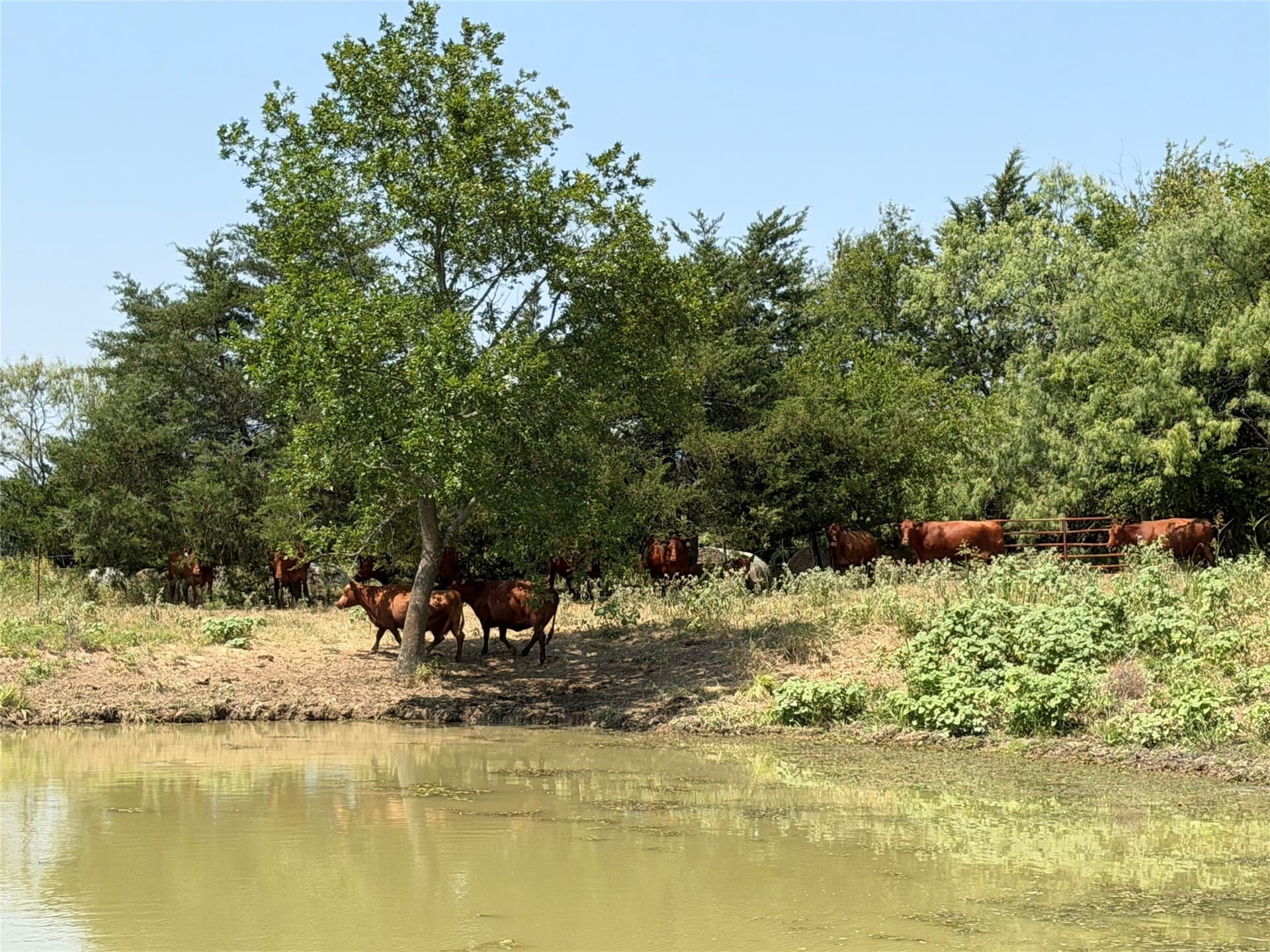 97 acres in Hunt County - photo 7