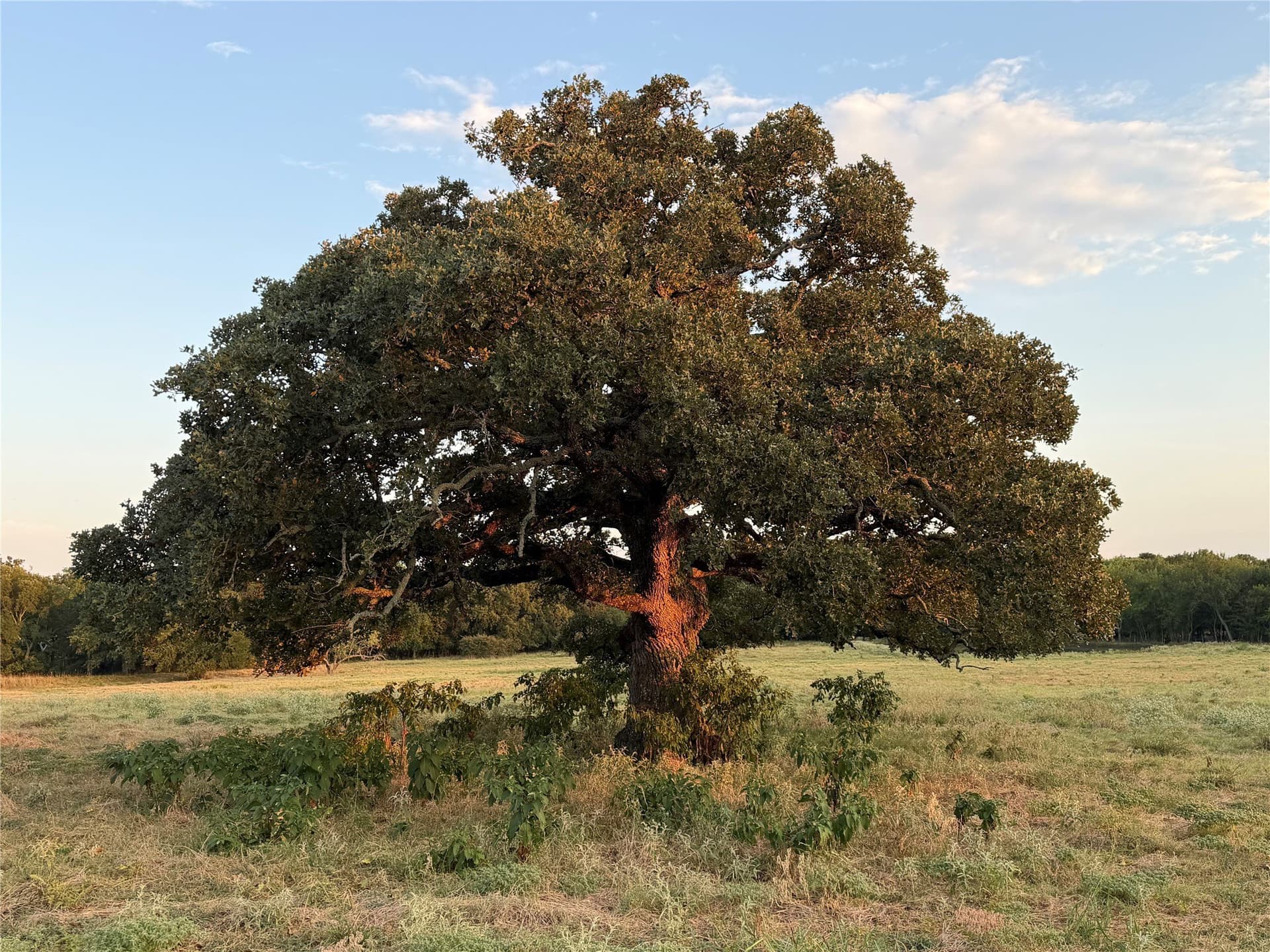 97 acres in Hunt County - photo 8