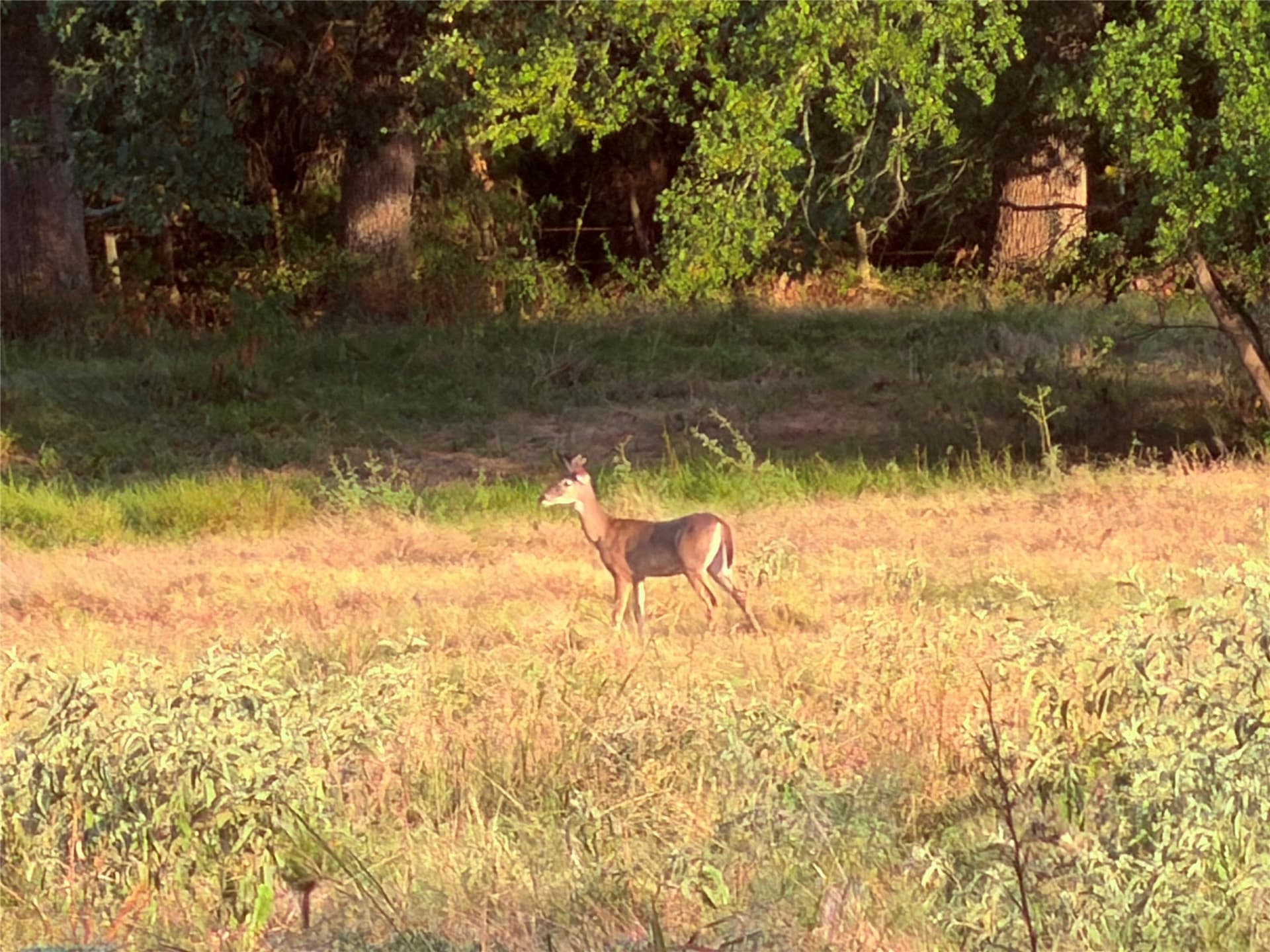 97 acres in Hunt County - photo 6