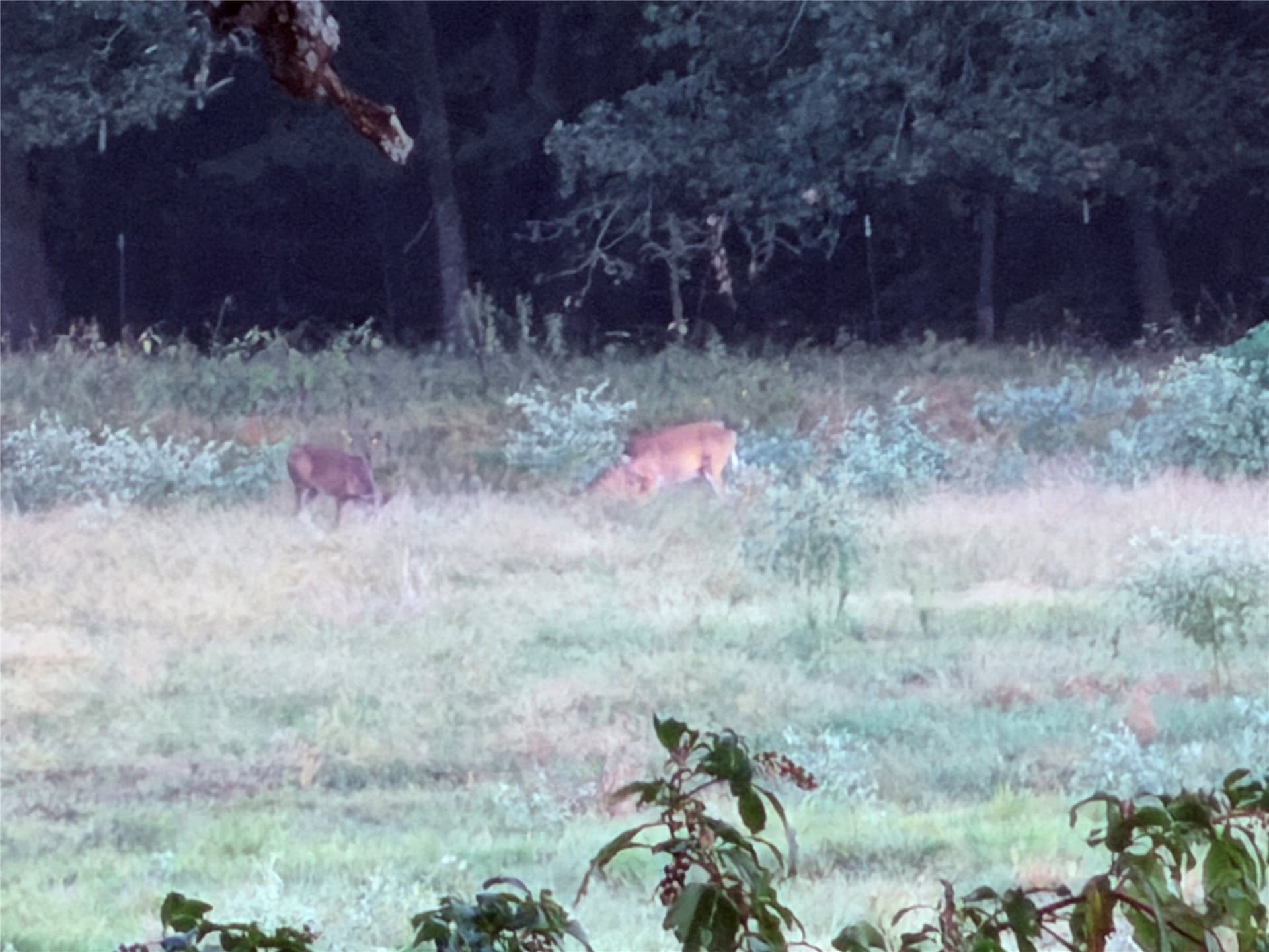 97 acres in Hunt County - photo 10