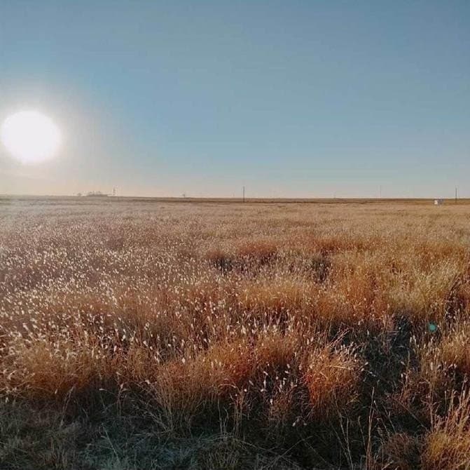 10.01 acres in Lubbock County gallery image 2
