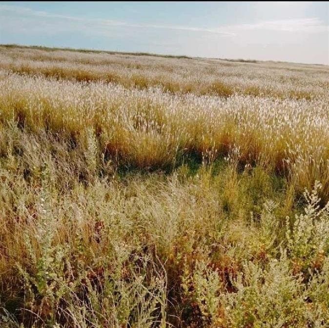 10.01 acres in Lubbock County gallery image 4