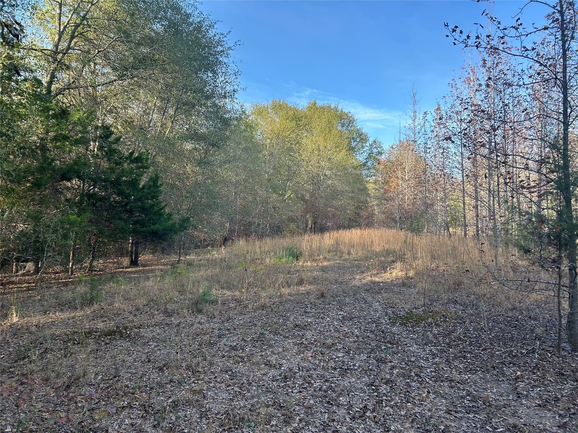 116 acres in Red River (TX) County - photo 4