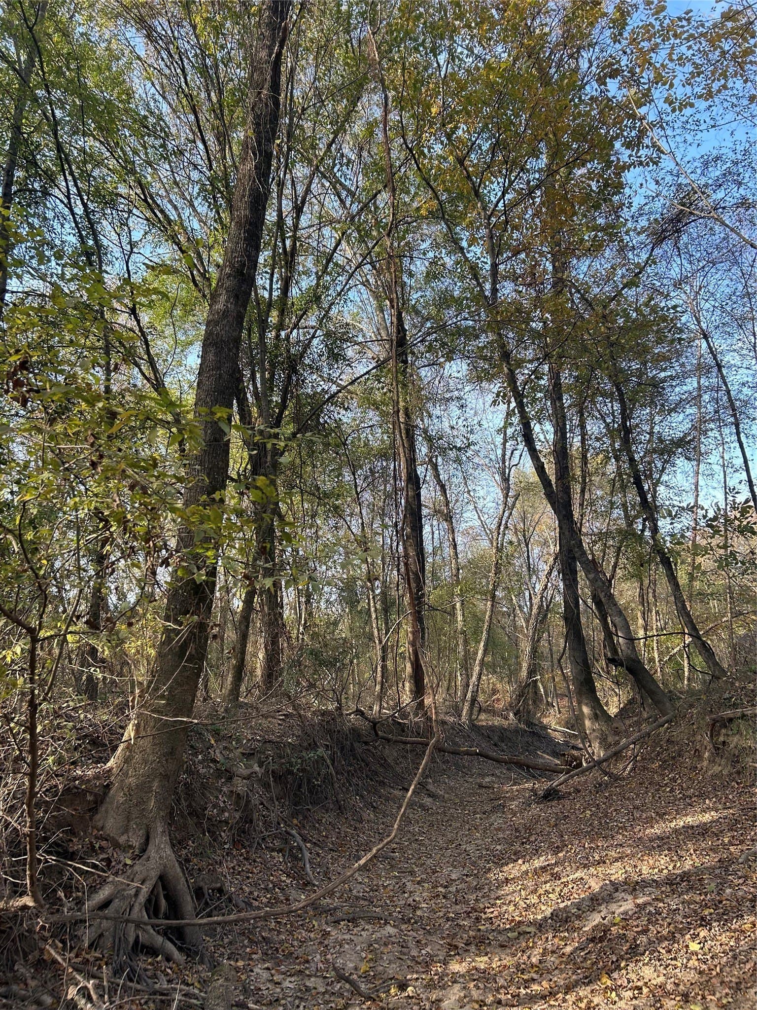 116 acres in Red River (TX) County - photo 14
