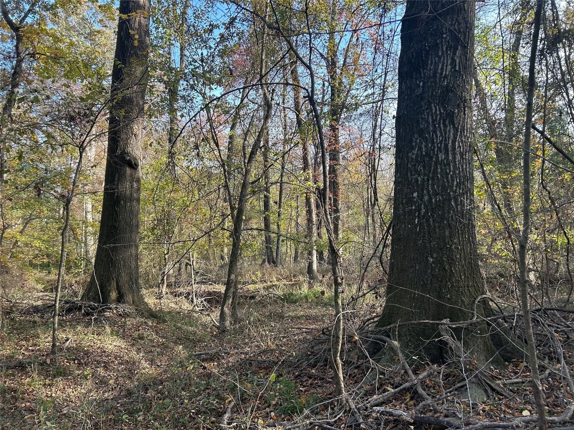 116 acres in Red River (TX) County - photo 15