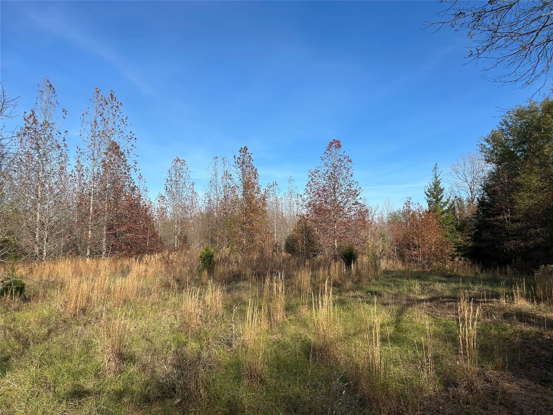 116 acres in Red River (TX) County - photo 2