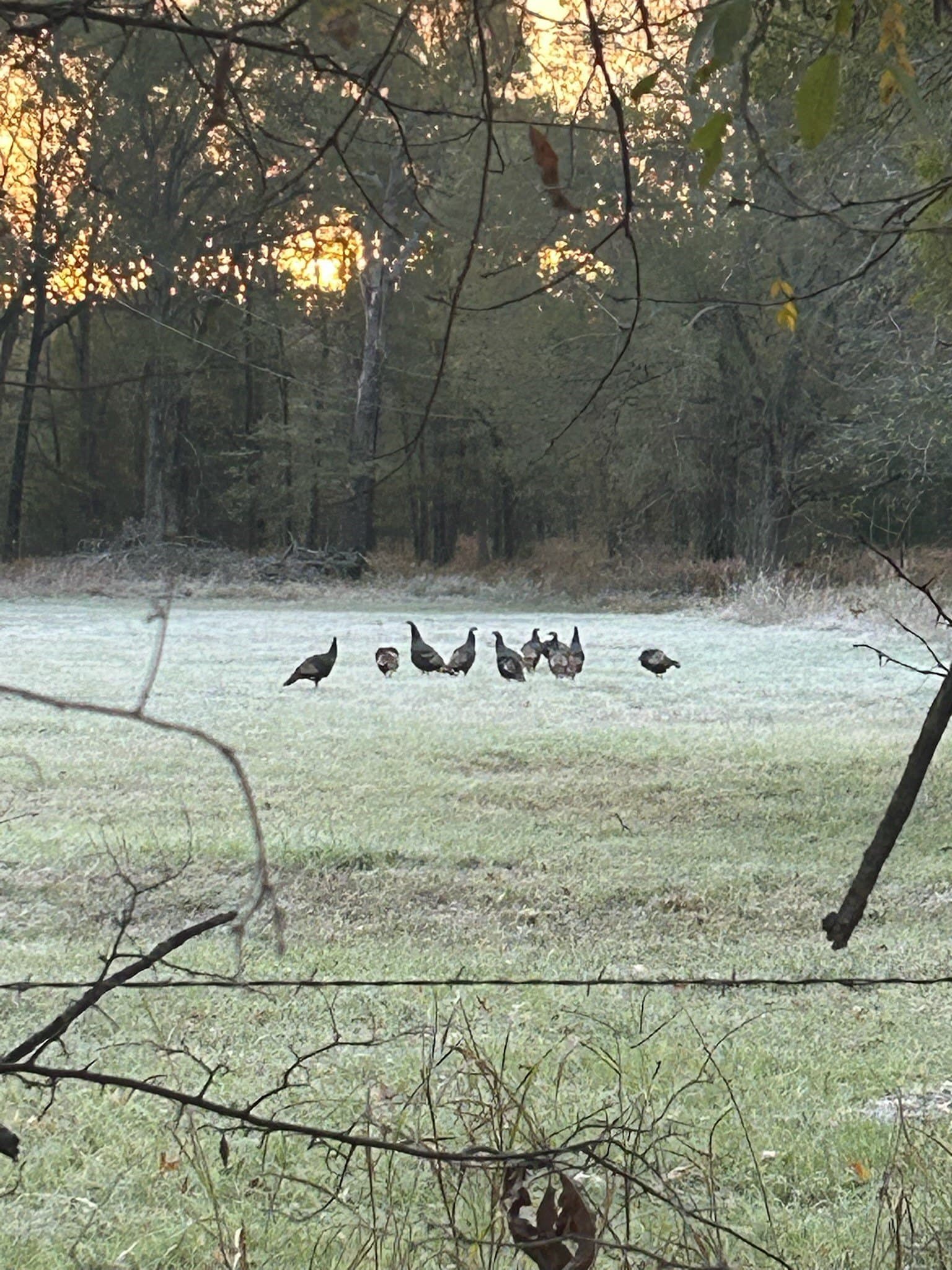 116 acres in Red River (TX) County - photo 20