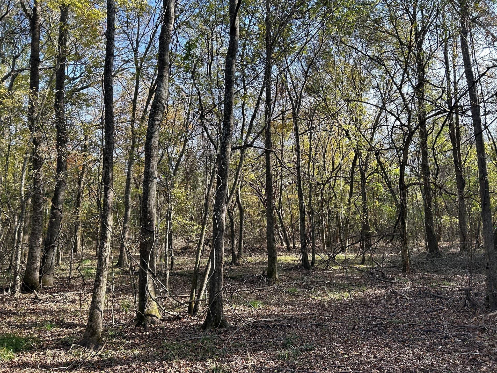 116 acres in Red River (TX) County - photo 7