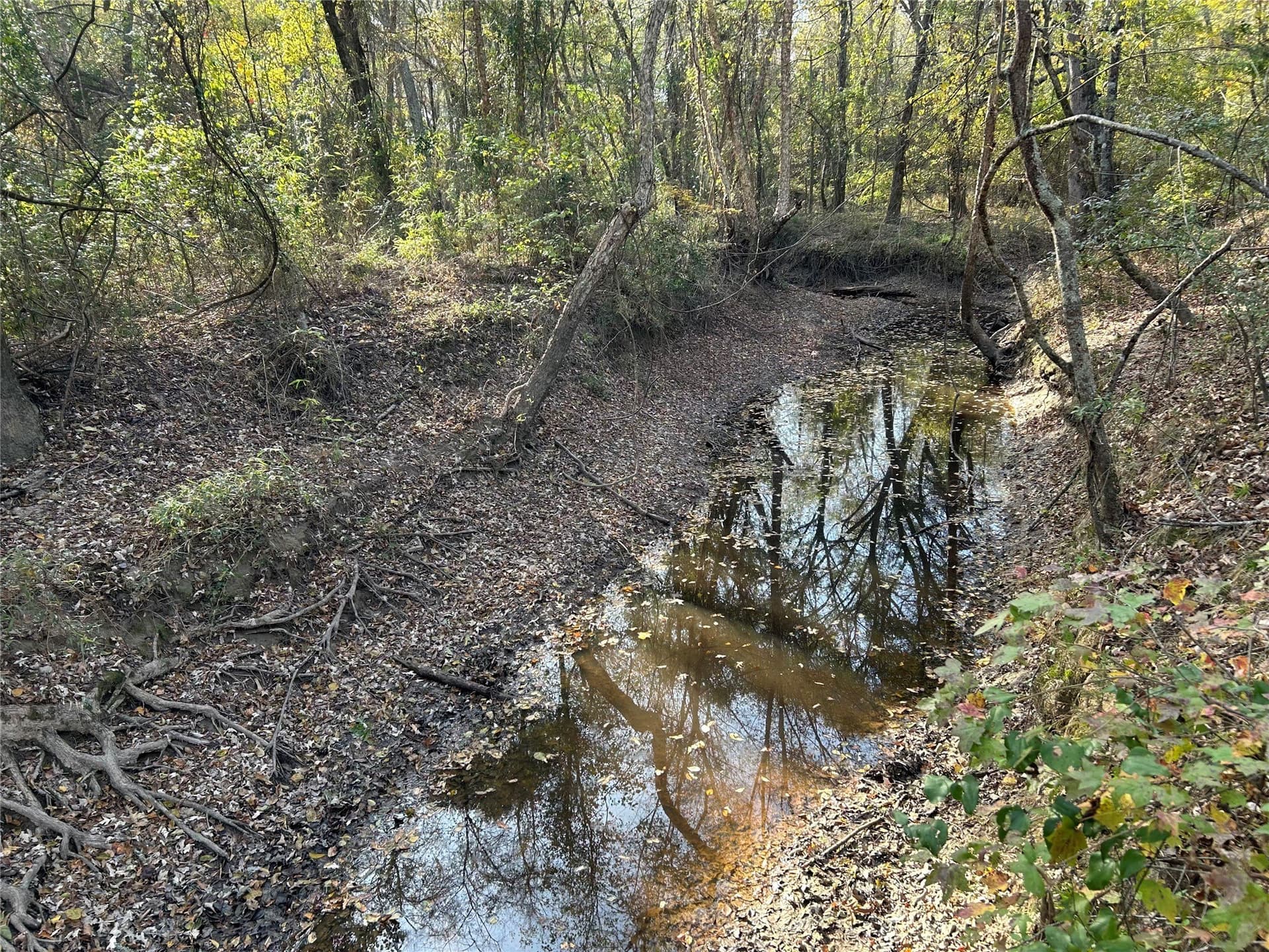 116 acres in Red River (TX) County - photo 3