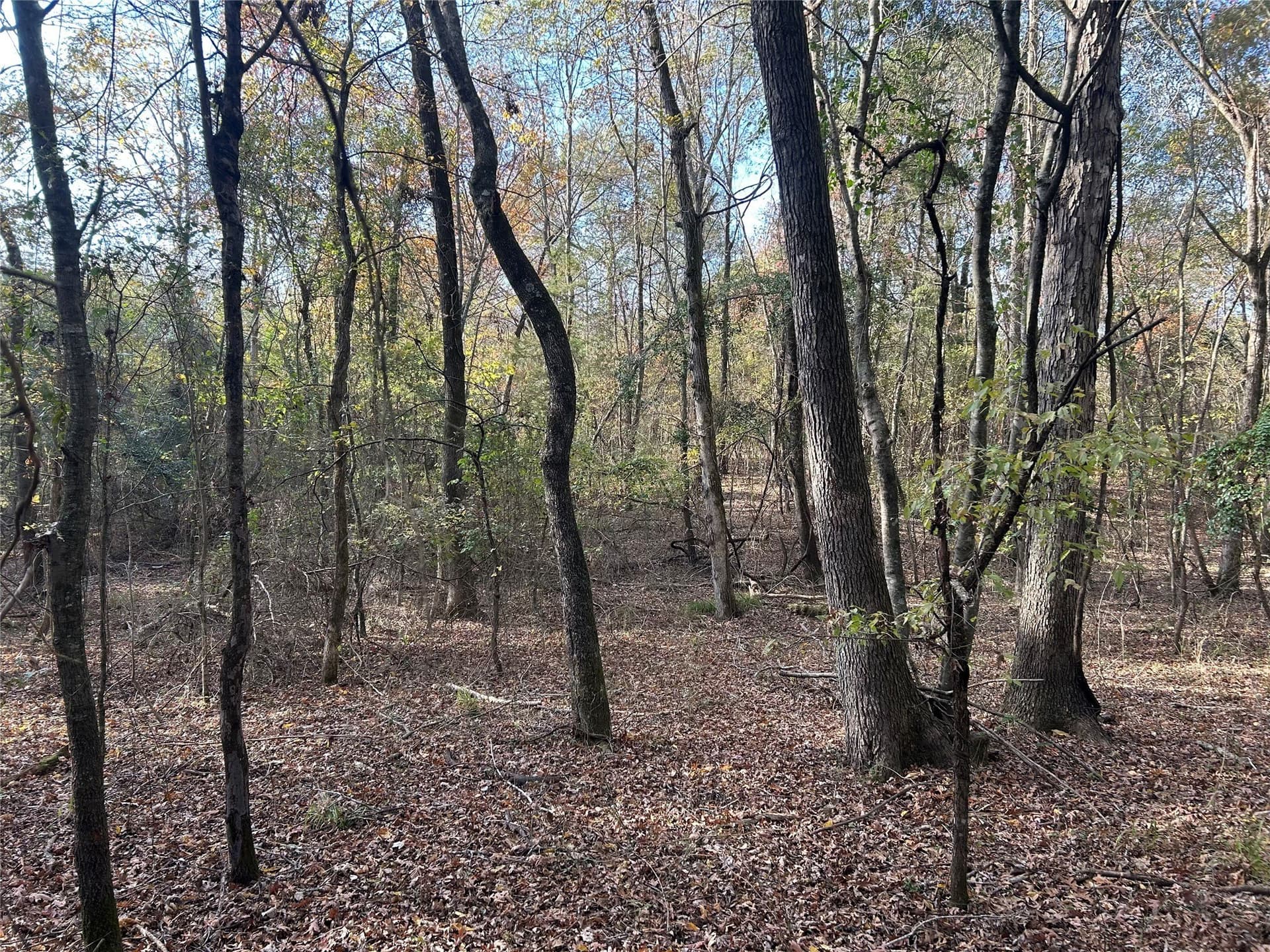 116 acres in Red River (TX) County - photo 16
