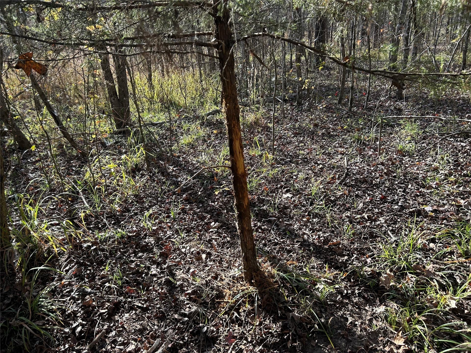 116 acres in Red River (TX) County - photo 18