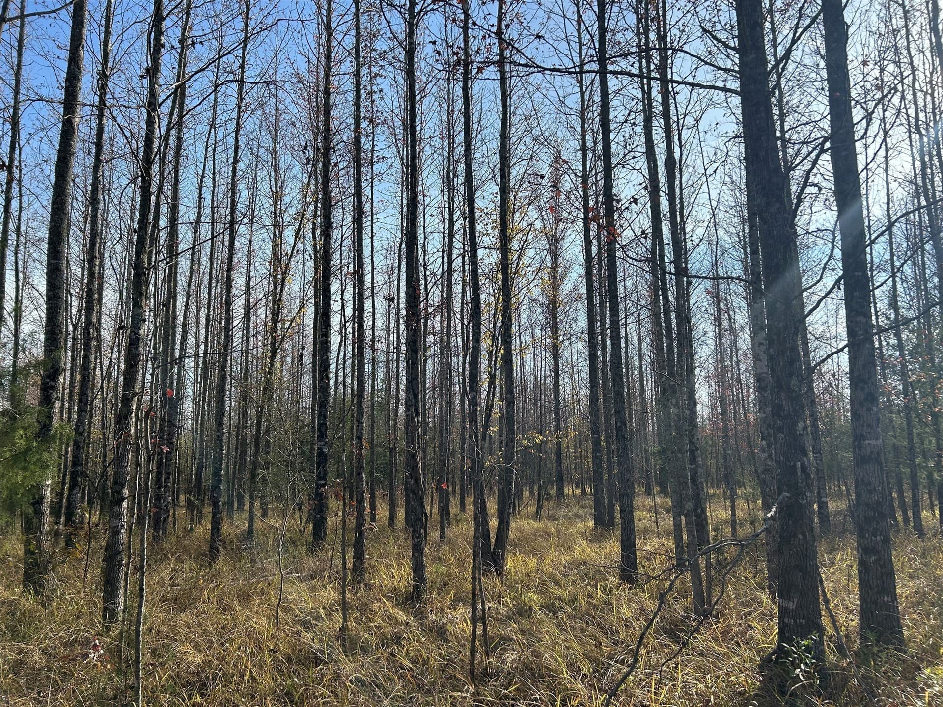 116 acres in Red River (TX) County - photo 8