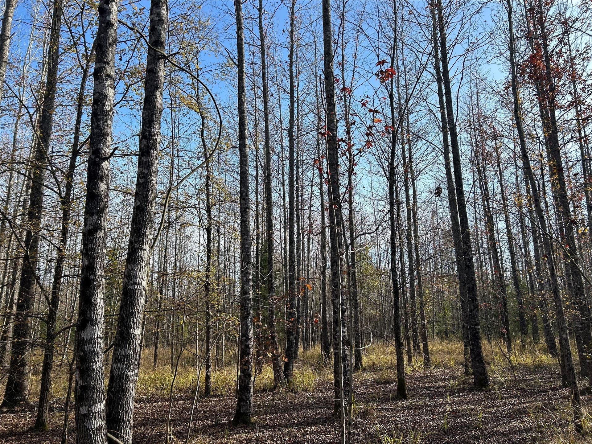 116 acres in Red River (TX) County - photo 19