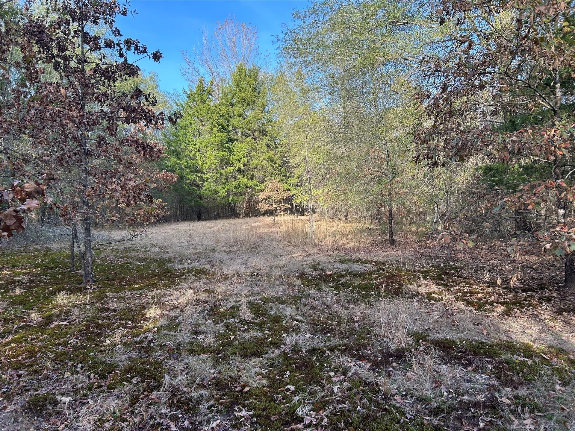 116 acres in Red River (TX) County - photo 12