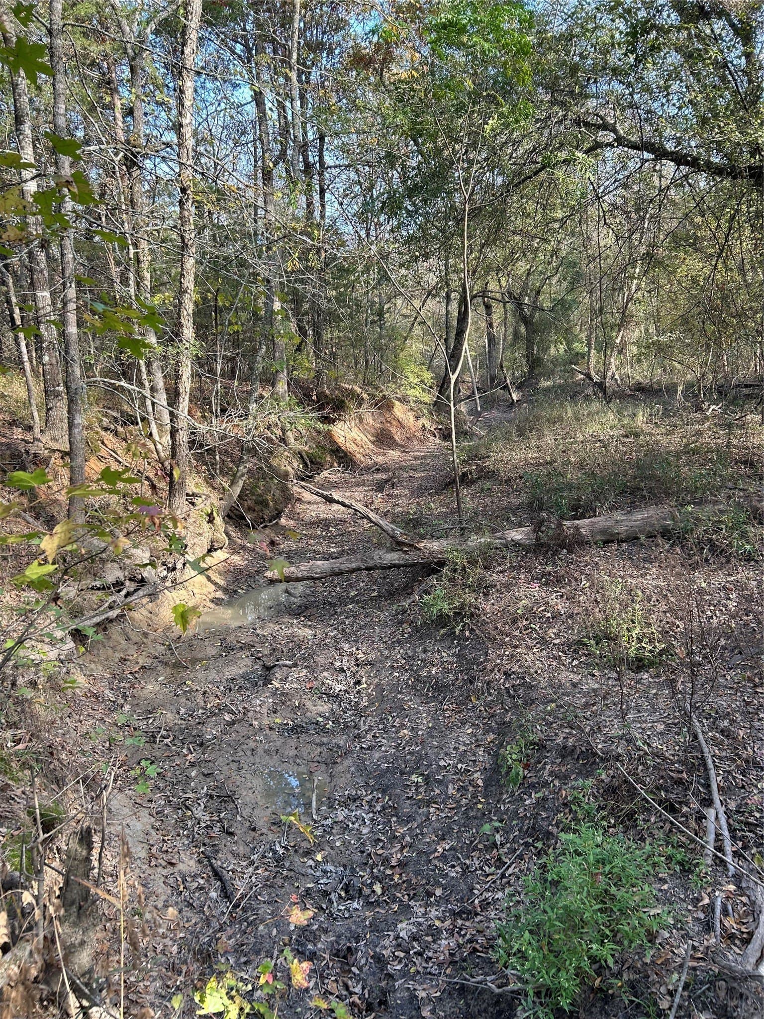 116 acres in Red River (TX) County - photo 13
