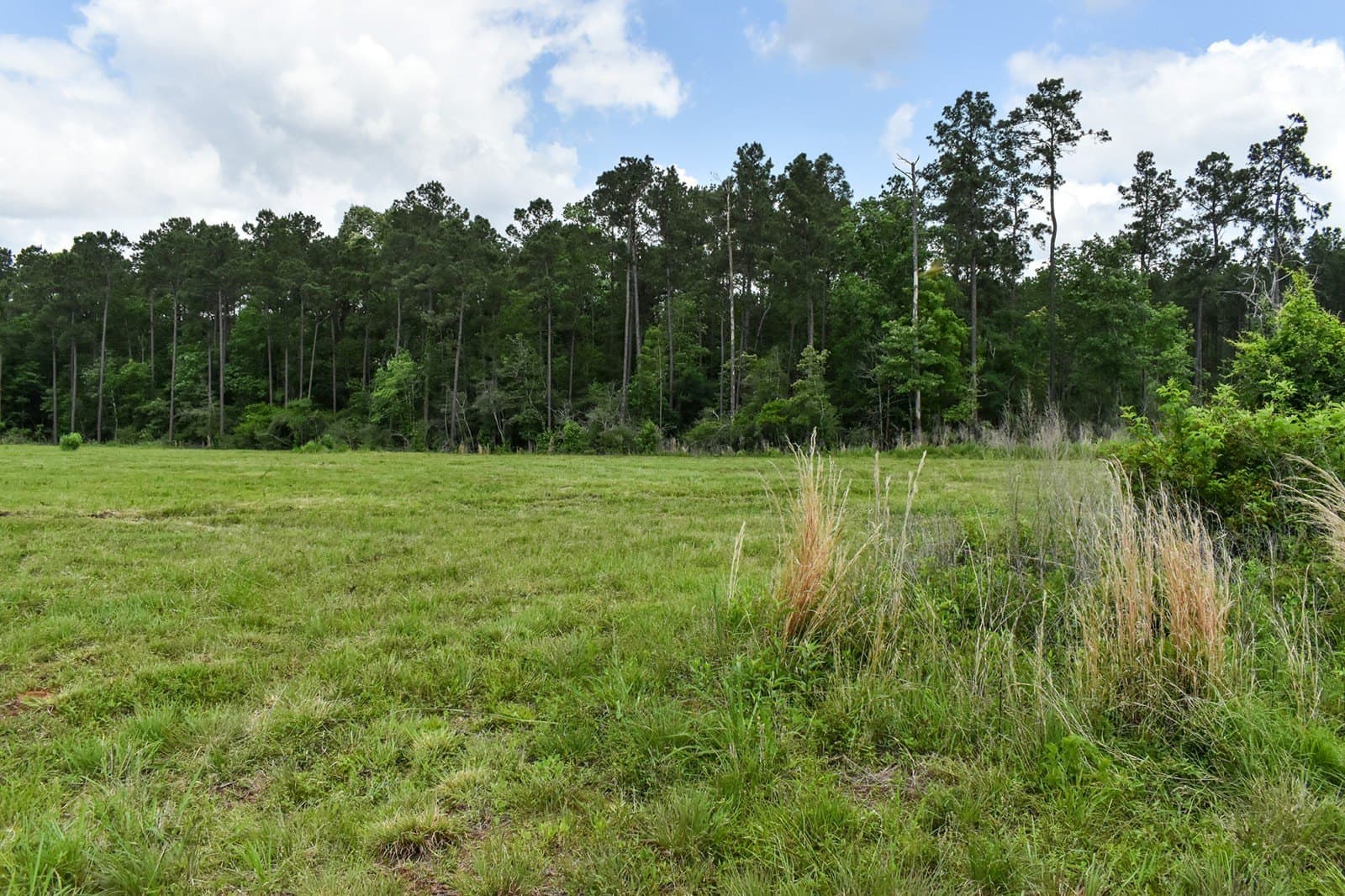 11.98 acres in Polk County gallery image 4