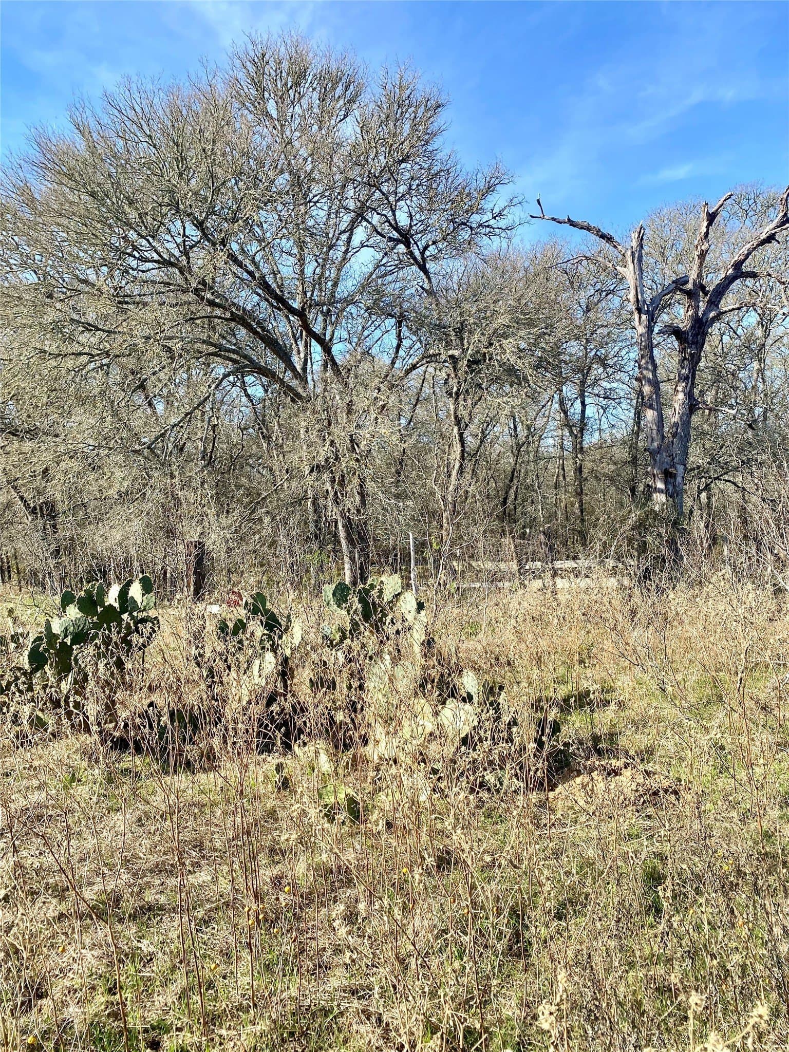 17 acres in Lee County gallery image 4