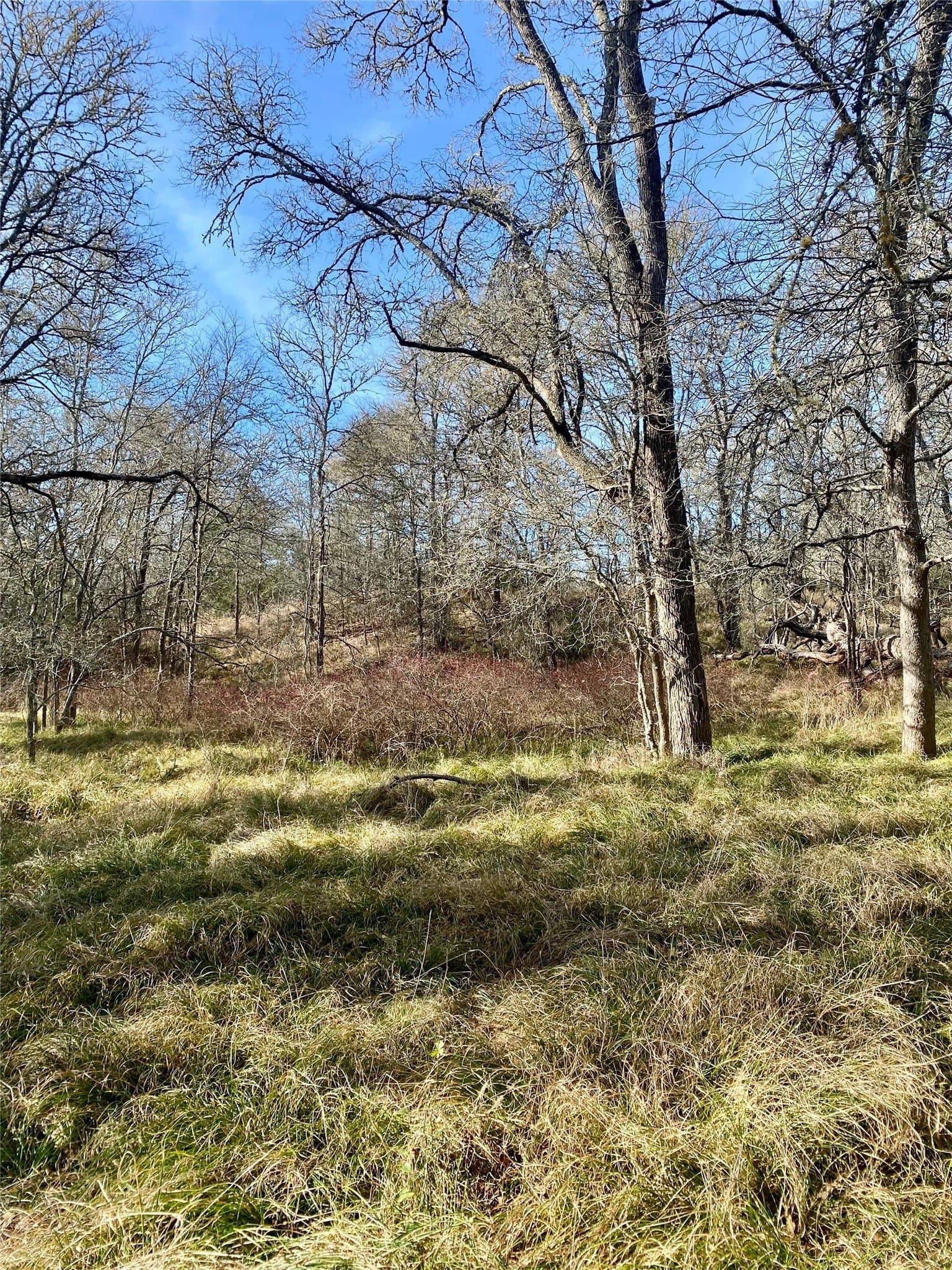 17 acres in Lee County gallery image 2