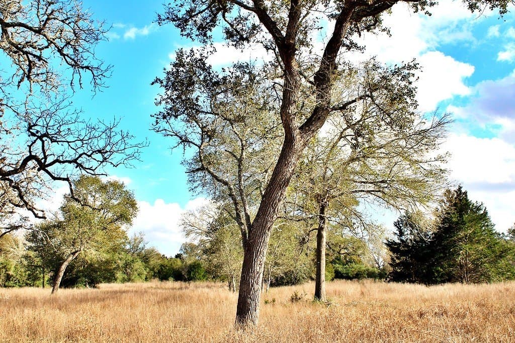 5.54 acres in Colorado County featured view