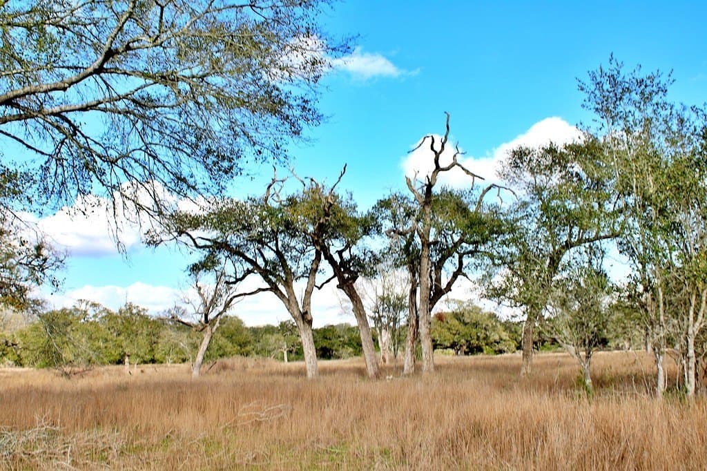 5.54 acres in Colorado County - photo 12