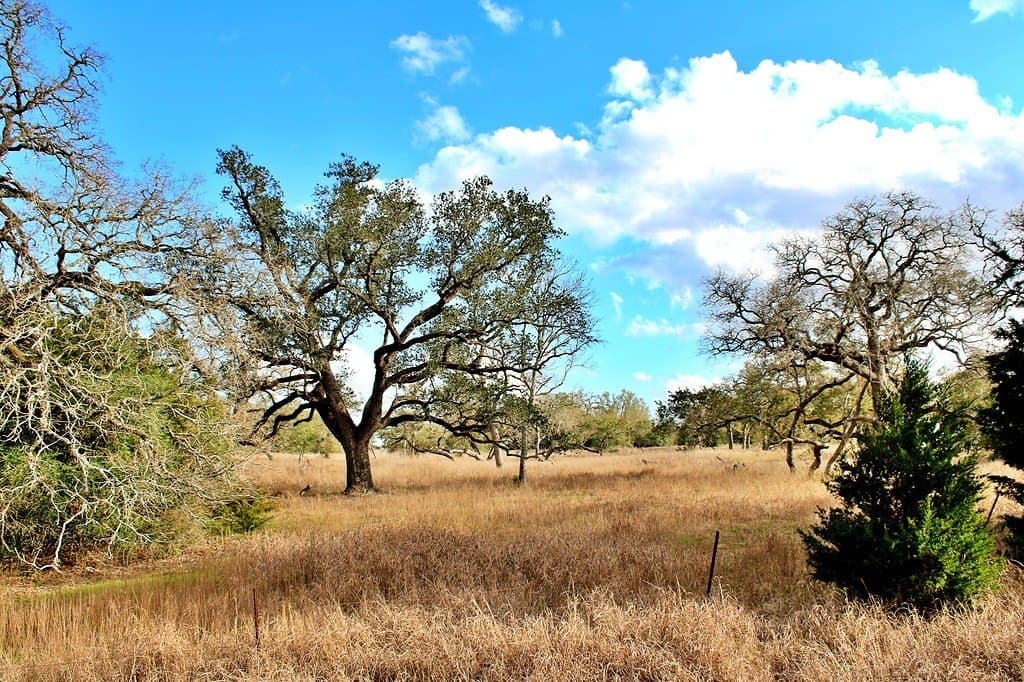 5.54 acres in Colorado County - photo 7