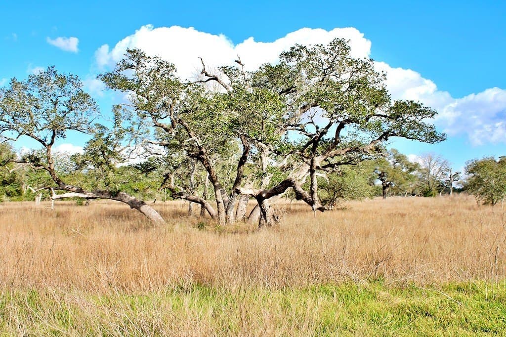 5.54 acres in Colorado County - photo 10