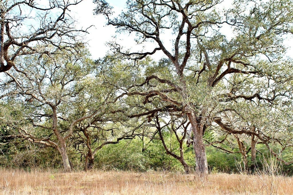 5.54 acres in Colorado County - photo 8