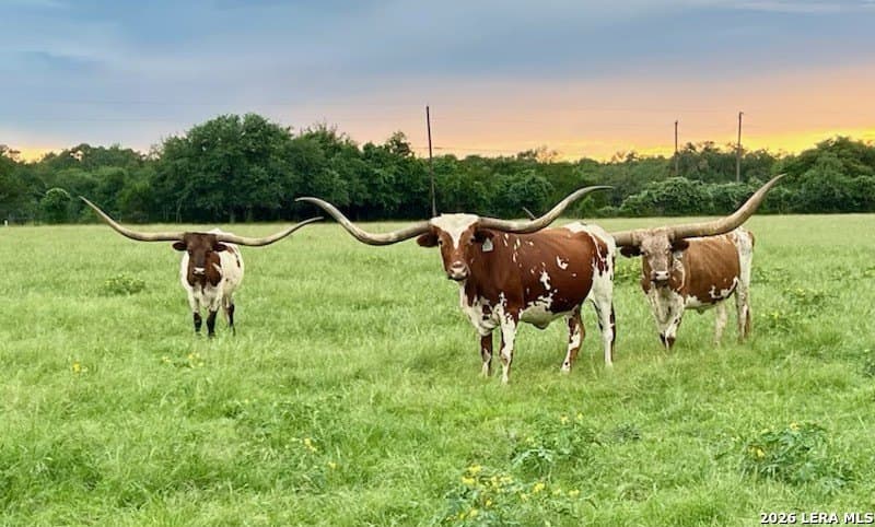 20 acres in Comal County - photo 14