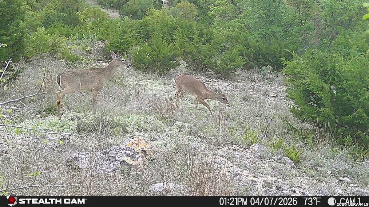 125 acres in Kerr County gallery image 4