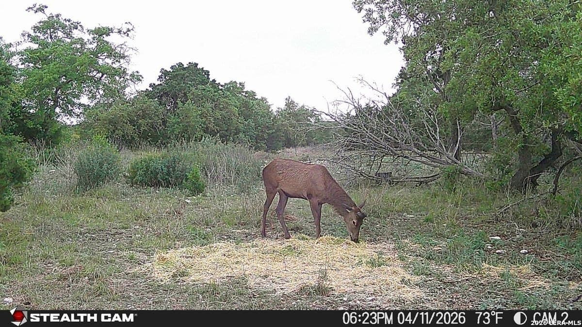 125 acres in Kerr County - photo 6