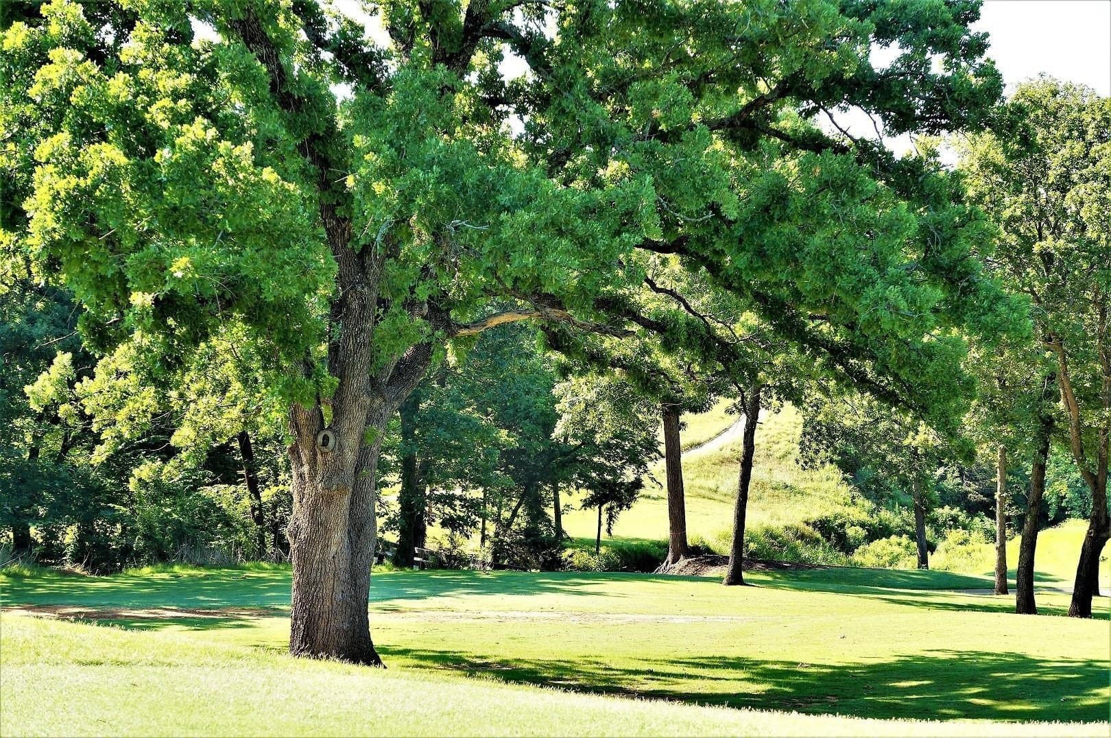 0.51 acres in Grayson County - photo 8
