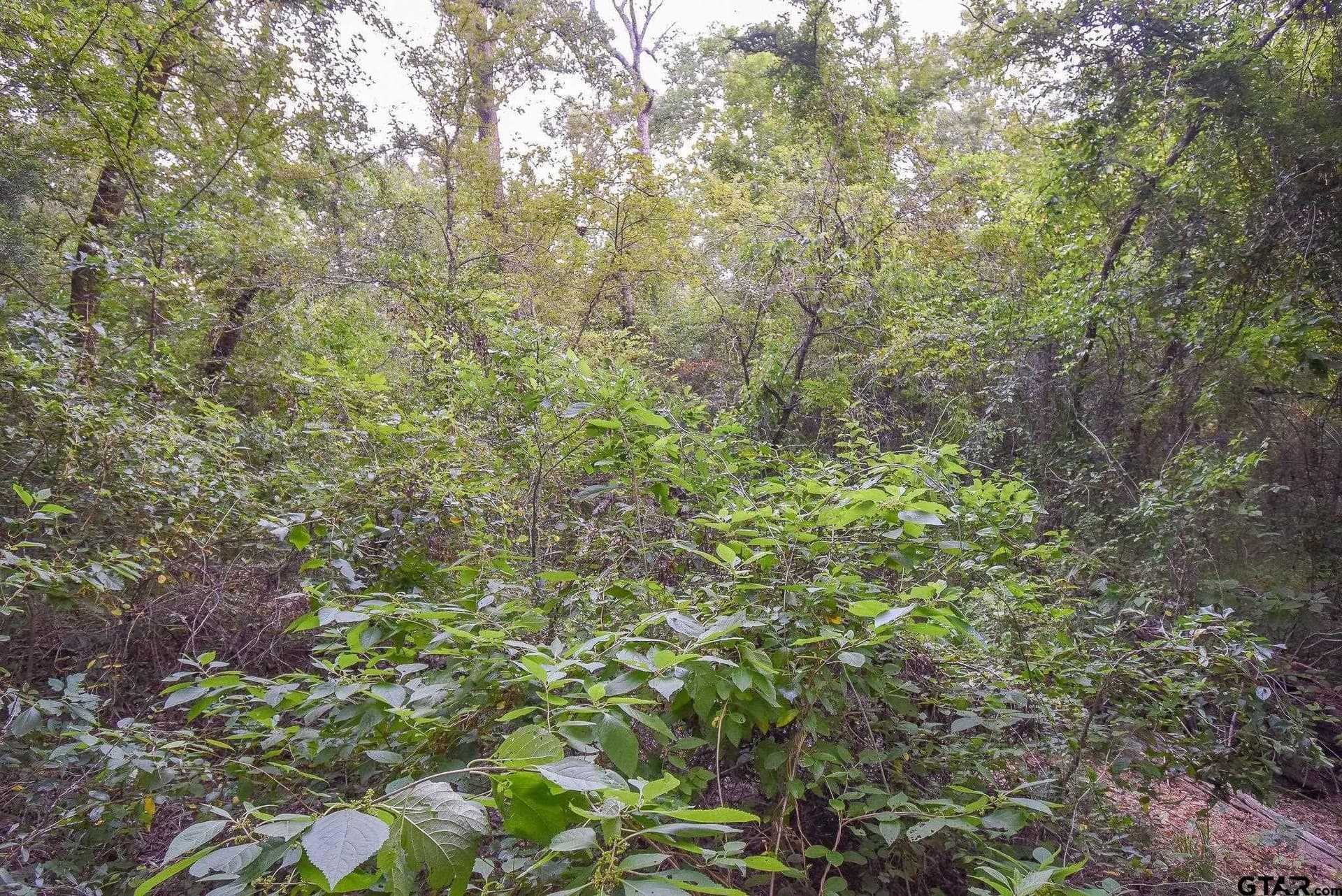 12 acres in Van Zandt County gallery image 2