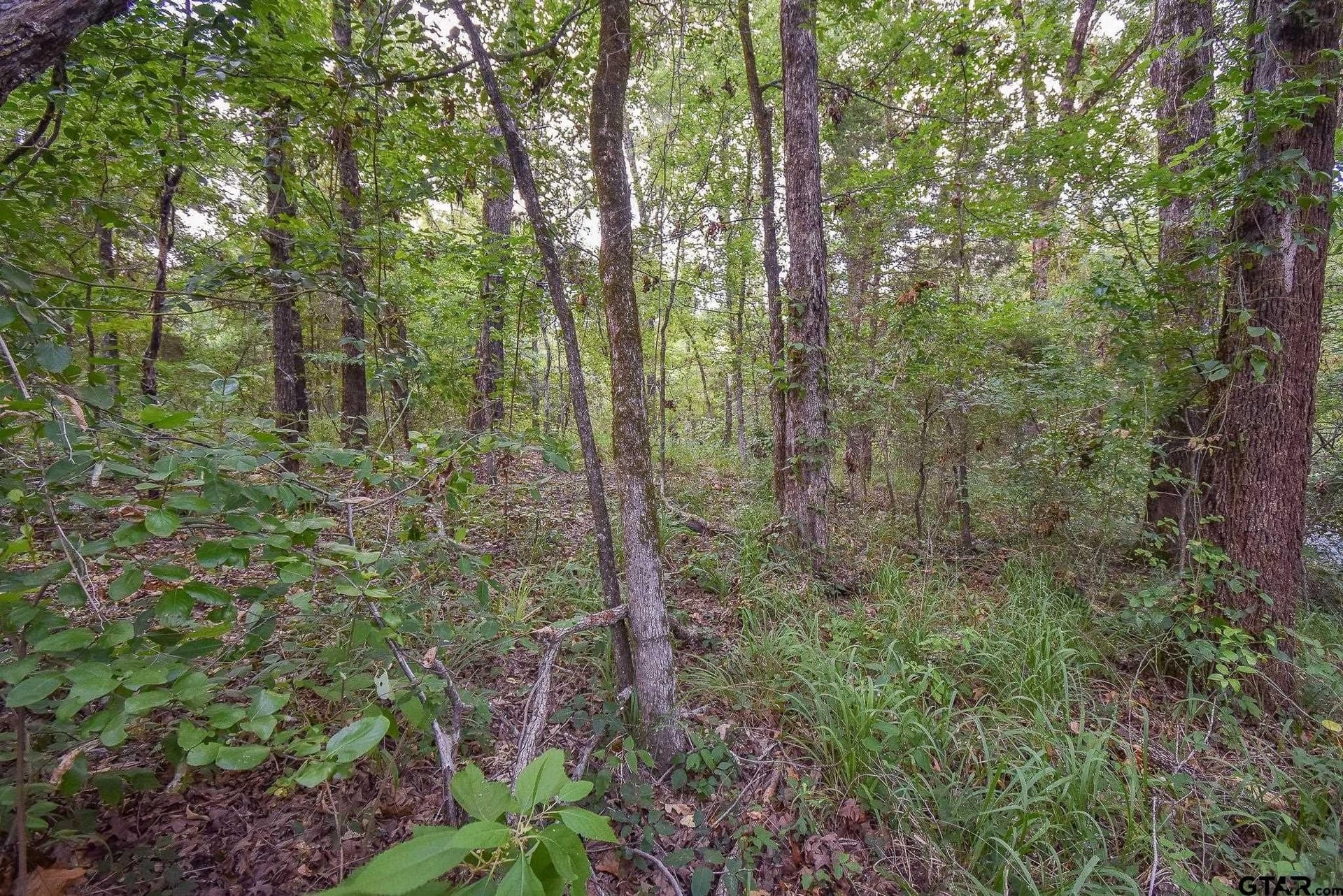 12 acres in Van Zandt County gallery image 3