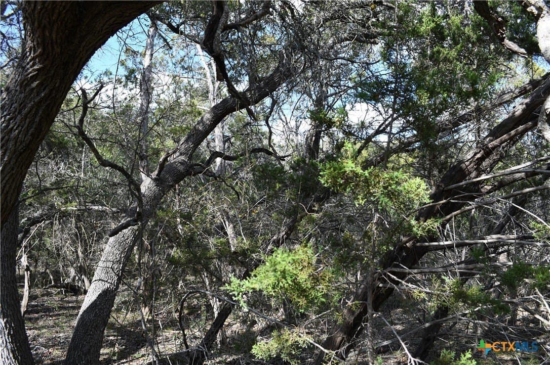 0.31 acres in Comal County gallery image 4