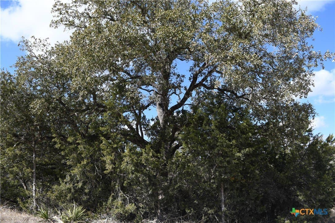 0.31 acres in Comal County gallery image 2