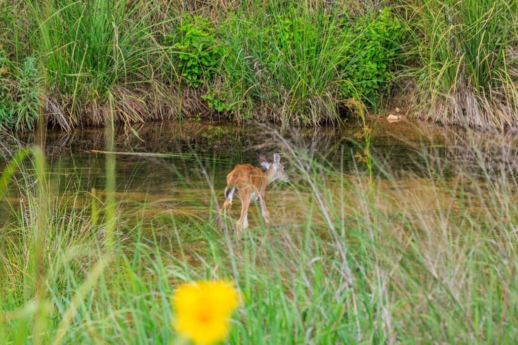 52.23 acres in Gillespie County - photo 66