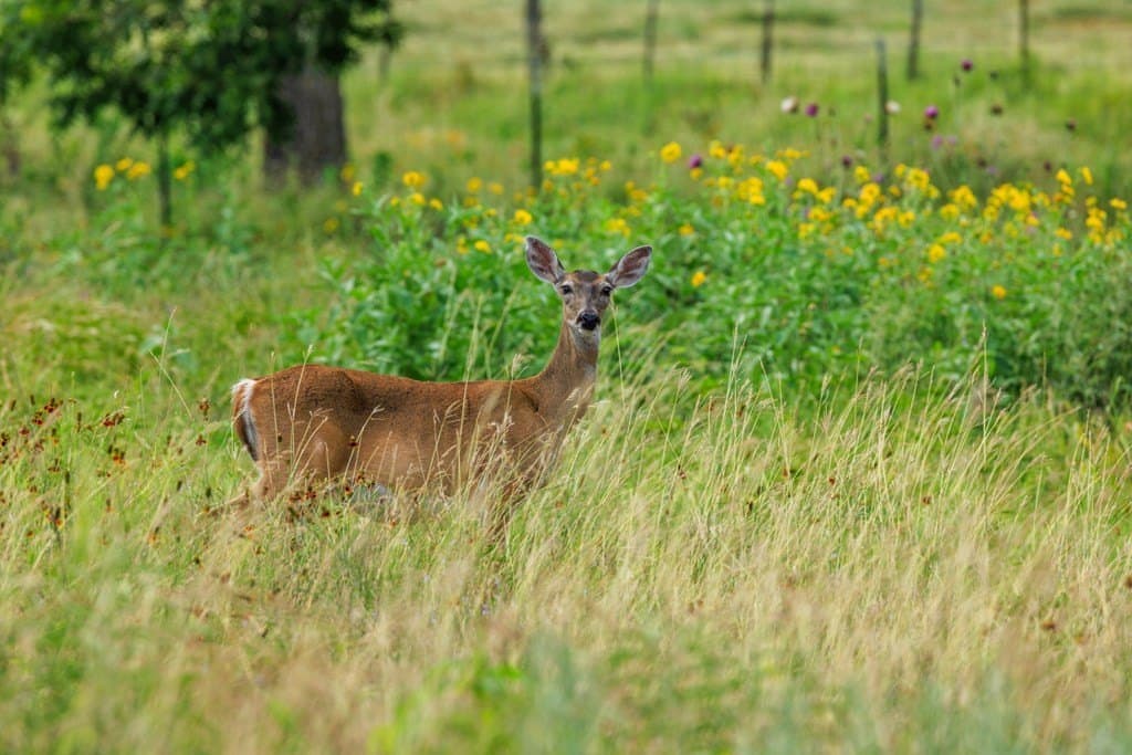 52.23 acres in Gillespie County - photo 38