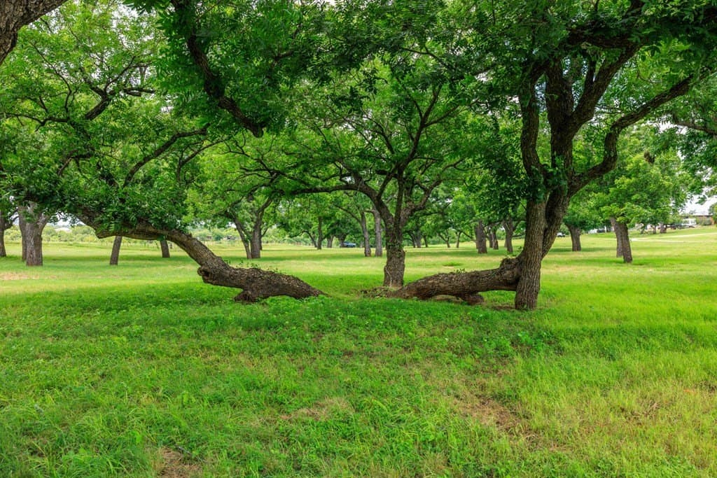 52.23 acres in Gillespie County - photo 59