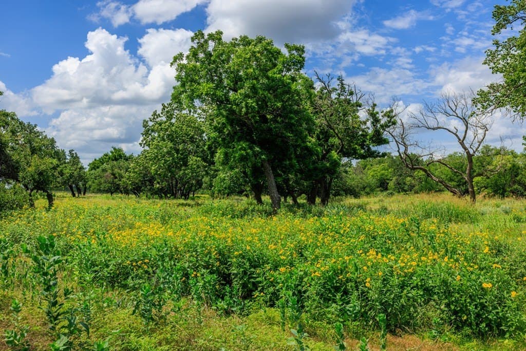 52.23 acres in Gillespie County - photo 33