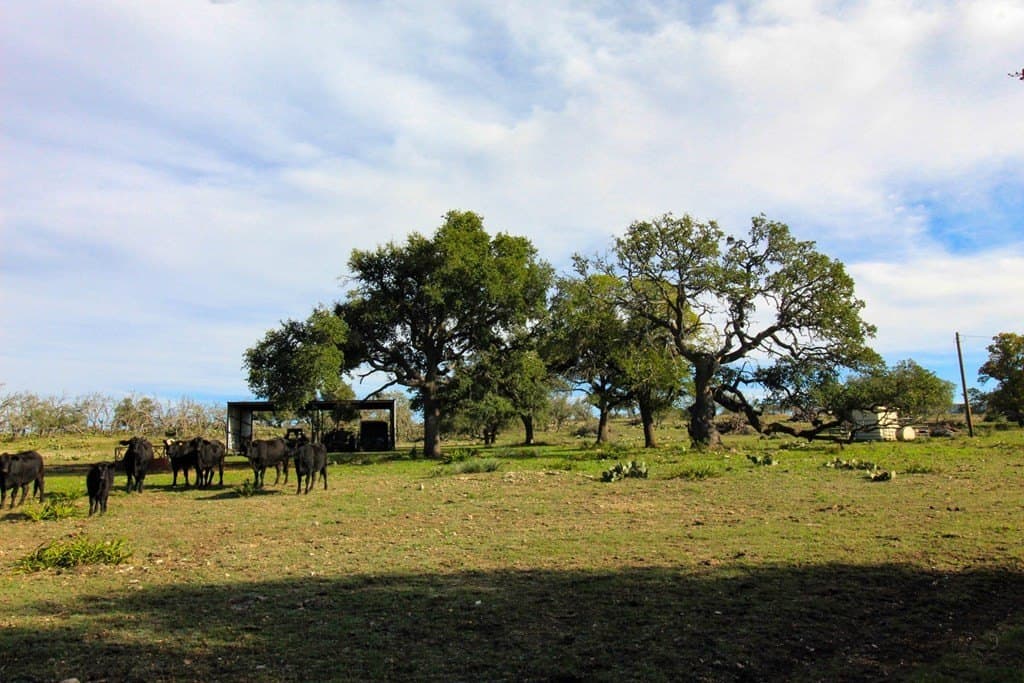 50 acres in Gillespie County - photo 6